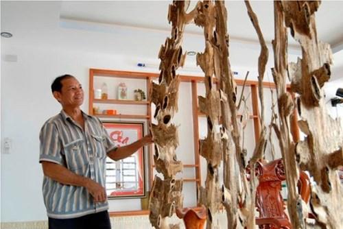 Farmer uses ants to create pricey aloeswood