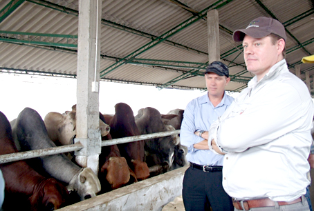 Đàn bò nhập khẩu từ Úc tại Công ty TNHH Trung Đồng.