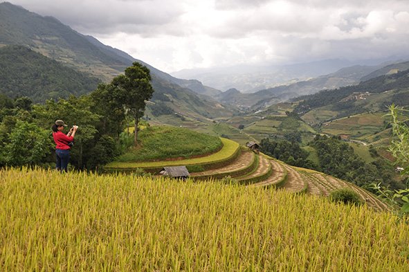 A panoramic view of the terrace rice fi elds in Cau Ba Nha Commune in Mu Cang Chai District of Yen Bai Province