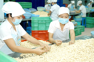 Cashew nut export yields US$1.5 billion in the first nine months 2014