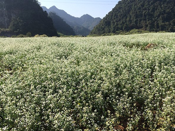 White cabbage flowers stretch to the foot of the mountain 