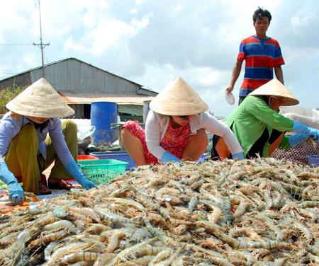 Giá tôm sú và tôm thẻ chân trắng tăng nhẹ