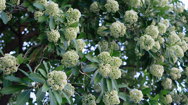 Fragrant Hoa Sua blossoming in Hanoi autumn