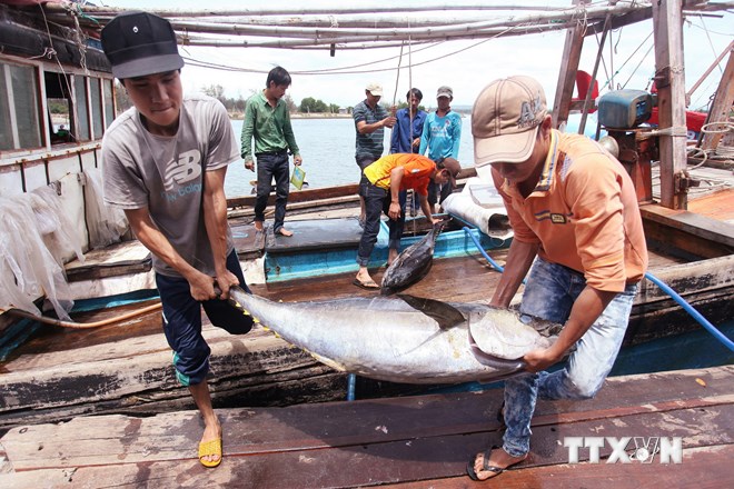 Ngư dân chuyển cá ngừ từ tàu đánh bắt lên cảng Bình Châu huyện Bình Sơn, tỉnh Quảng Ngãi. (Ảnh: TTXVN)