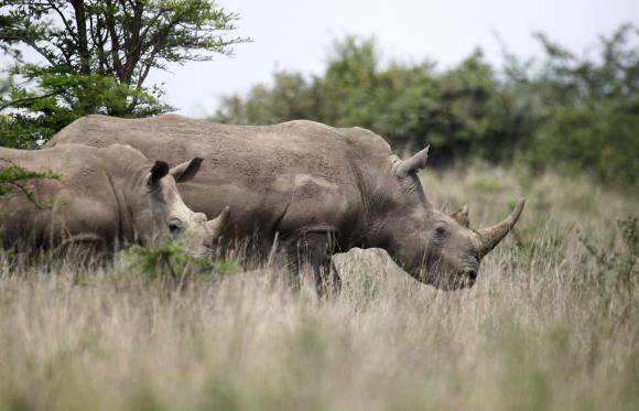Global wildlife populations down by half since 1970: WWF
