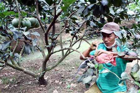 Dong Nai profits from grapefruit