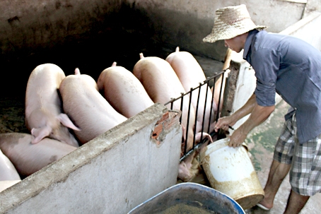 Giá heo hơi giảm 2 ngàn đồng/kg.