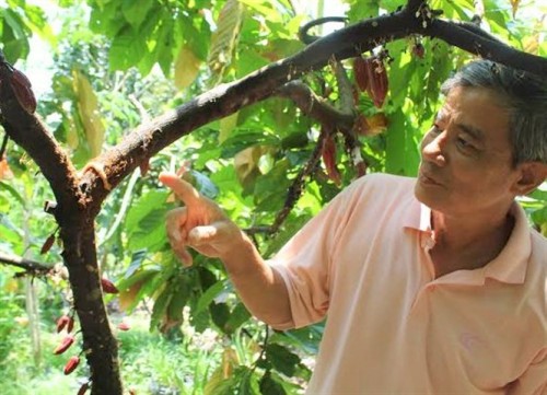 Special ant breed offers natural protection for farmer's crops