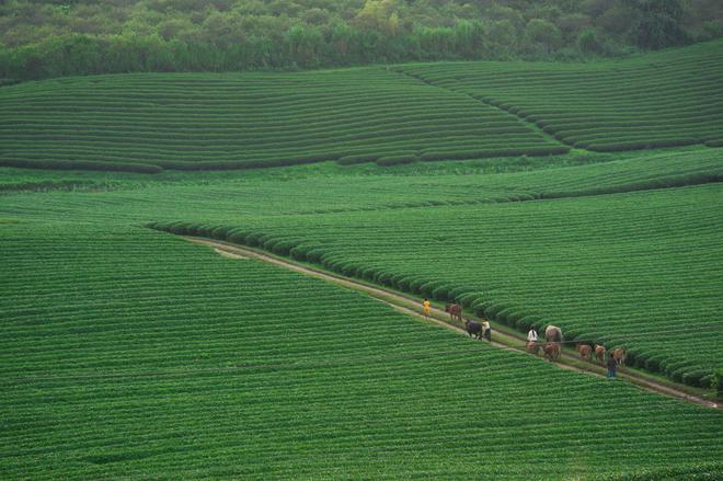 Green tea hills in Moc Chau