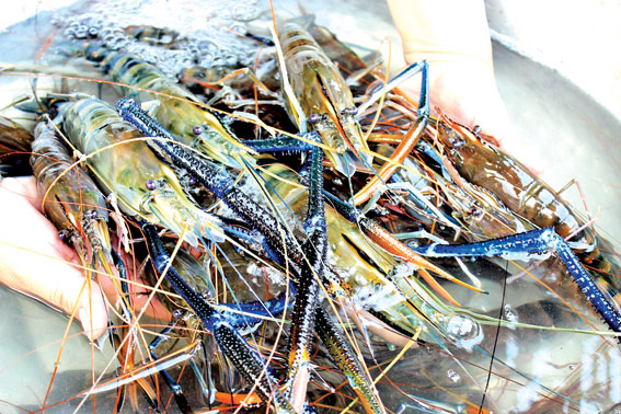 Freshwater prawn breeding model under VietGap deployed