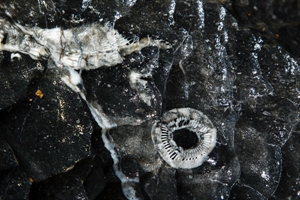 A fossil found in Son Doong cave.