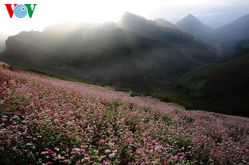 Buckwheat flowers blossom in Si Ma Cai