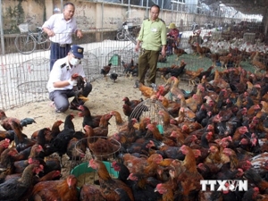 Health ministry warns risk of A/H5N8 virus spread in poultry