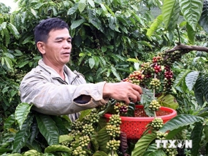 Dong Nai coffee growers enjoy higher output, prices