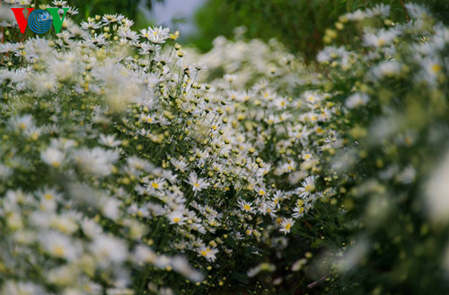 Ox-eye daisies bloom in Hanoi