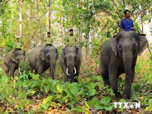 VND74 bil for protecting wild elephants in Dong Nai