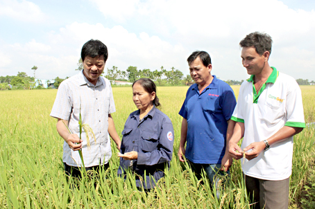 Ông Mai Thăng Long (bìa trái)thăm đồng lúa cùng nông dân tại xã Bình Hòa (huyện Vĩnh Cửu).  Ảnh: B.Nguyên