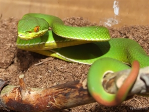 Red-tailed viper (Trimeresurus albolabris) is very common throughout Vietnam