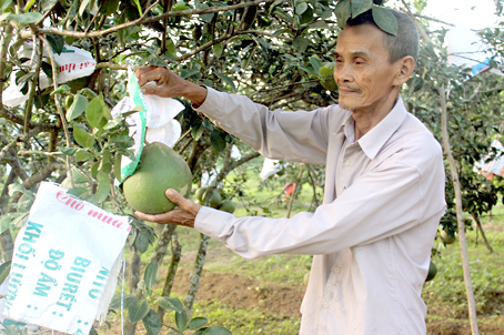 Ông Nguyễn Văn Hóa ở ấp 2, xã Bình Lợi (huyện Vĩnh Cửu) có vườn bưởi gần khu quy hoạch khai thác khoáng sản.