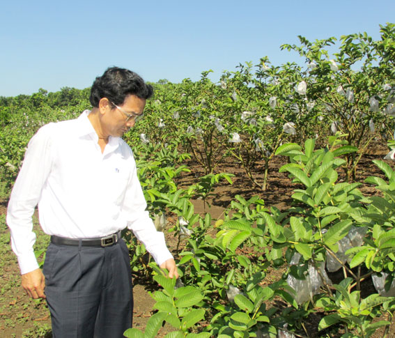 Cần thực hiện tái cơ cấu nông nghiệp một cách bền vững