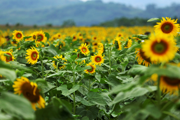 Sunflower field in Nghe An