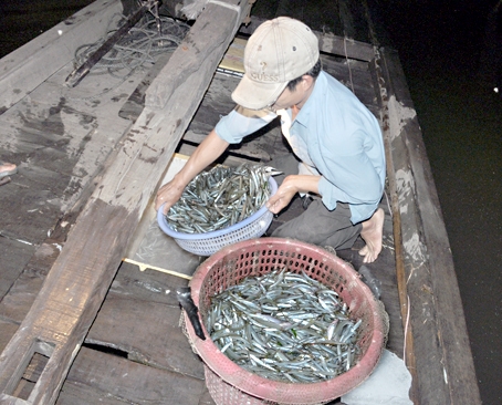 Anh Trần Văn Thành với mẻ cá kìm sau chuyến đánh bắt xuyên đêm.