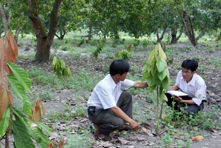 Scientists check cashew plant growth in Dong Phu District, Binh Phuoc Province. The Ministry of Agriculture and Rural Development has approved a programme to sustainably grow the cashew industry, which aims to boost output to 400,000 tonnes by the end of this decade from the current 286,000 tonnes. — VNA/VNS Photo Dinh Hue