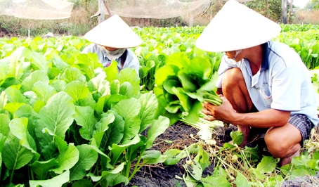 Sản xuất rau an toàn tại Hợp tác xã rau Trảng Dài (TP. Biên Hòa). (Ảnh minh họa)