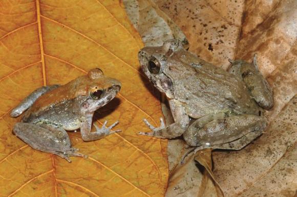 The newly described frog L. Larvaepartus, male (L) and female, are pictured from the island of Sulawesi in Indonesia, in this undated handout photo provided by Jim McGuire.