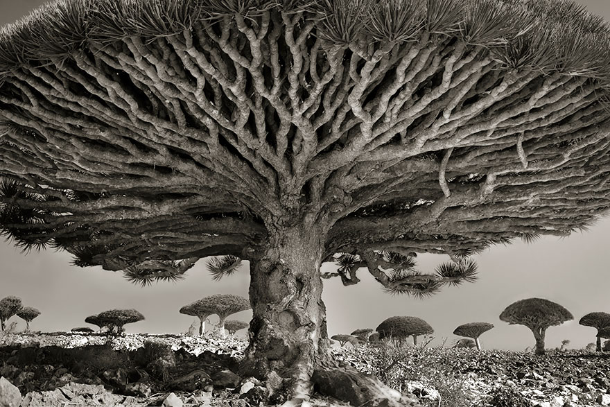 World's oldest trees