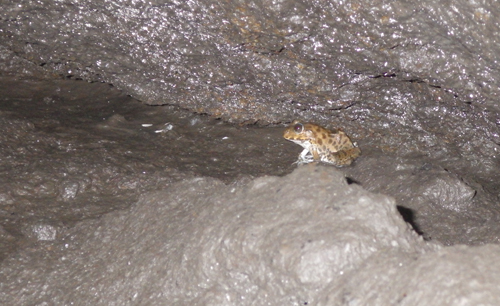 A frog species discovered in the C7 cave.