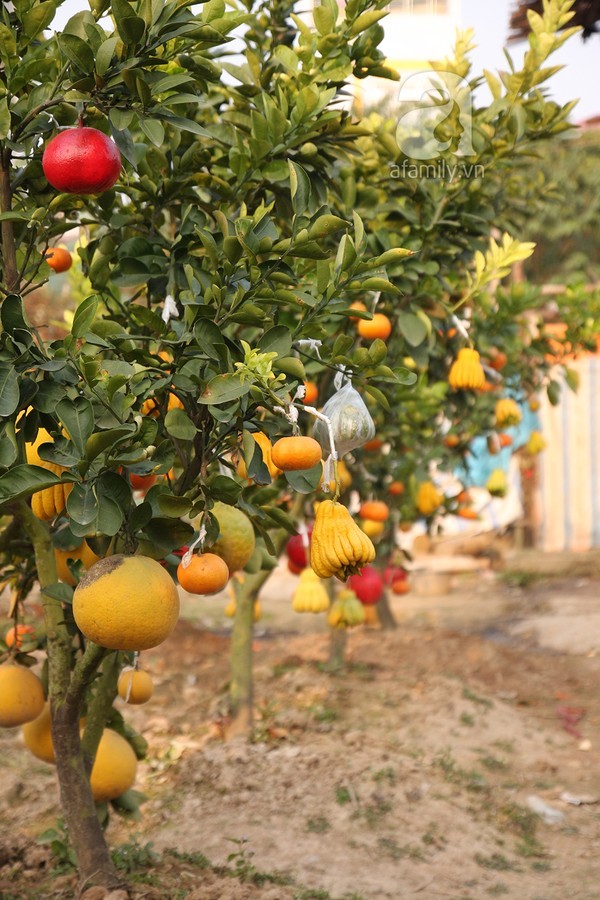 Unique garden of multi-fruit trees in Hanoi