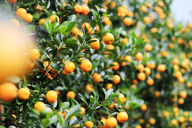 Hoi An's kumquat village before Tet holiday