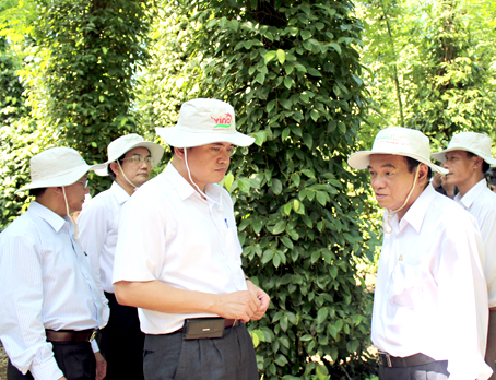 Bí thư Tỉnh ủy Trần Đình Thành thăm vườn tiêu của “vua” tiêu Trần Hữu Thắng ở xã Xuân Thọ.