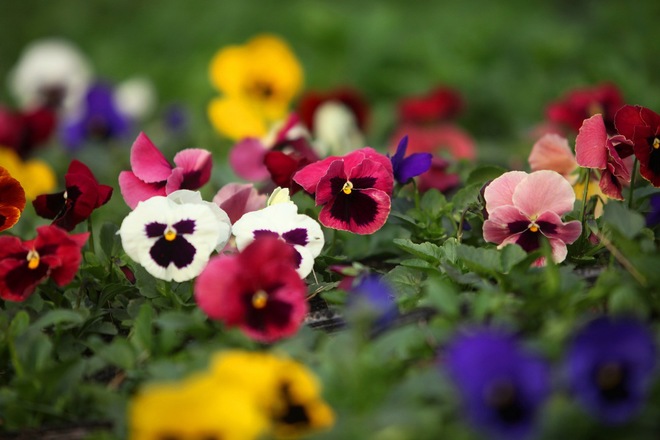 Weekend visit to flower village before Tet