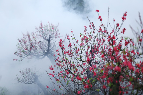 Hanoi's flower village before Tet holiday