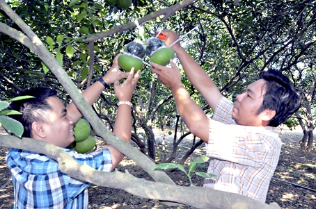 Thu hoạch bưởi hồ lô ở làng bưởi Tân Triều. Ảnh: T.HẢI