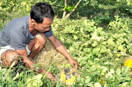 Ông Ngô Văn Sơn chăm sóc vườn dưa hấu vàng với nhiều hình dáng “độc”.