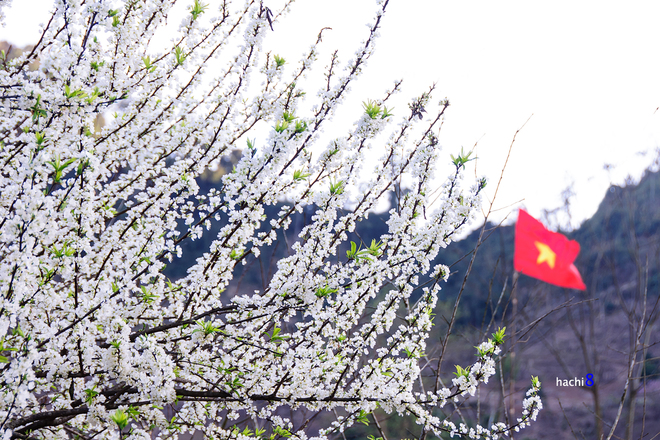 Moc Chau plum flowers welcome spring