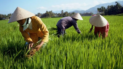 Vietnamese conical hat honoured by UK magazine