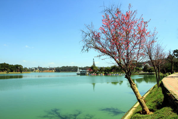 Da Lat cherry blossoms welcome new spring