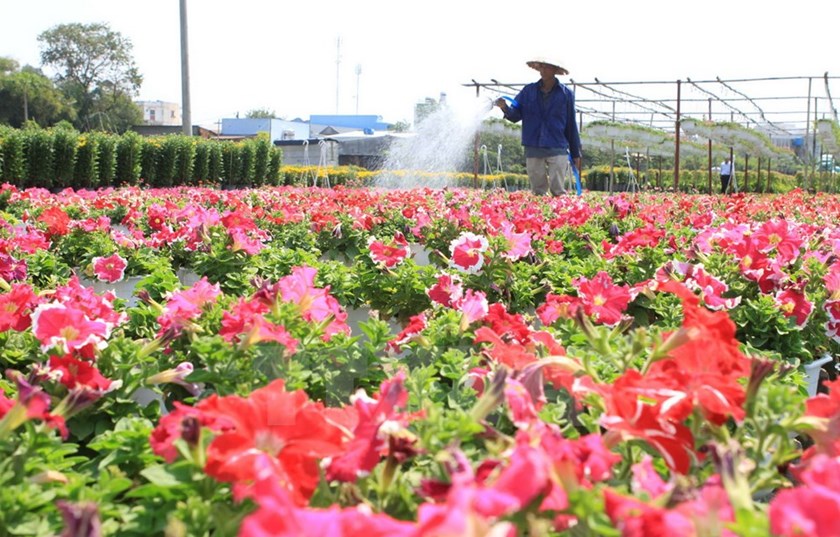 Flower village in HCM City primed for Tet holiday season