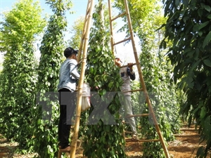Dong Nai enjoys strong and profitable pepper crop yield