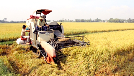 Sản xuất, thu hoạch lúa đứng đầu về ứng dụng cơ giới hóa tại Đồng Nai. Trong ảnh: Thu hoạch lúa trên cánh đồng chất lượng cao tại xã Bình Hòa, huyện Vĩnh Cửu.