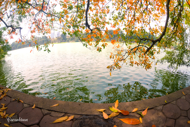 Hanoi's famous loc vung tree changes color before spring