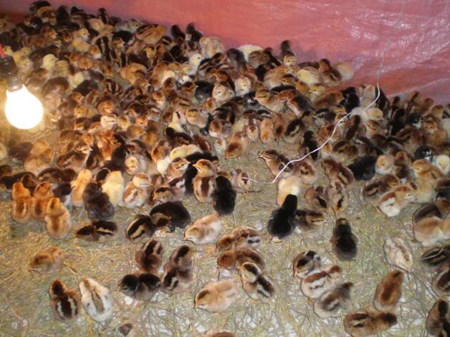30 million breeding chickens provided to market