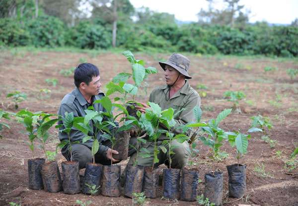 Nestle provides additional 4 mil coffee seedlings to farmers