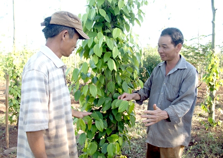 Ông Nông Văn Biến (phải) trao đổi cách chăm sóc tiêu với ông Phạm Văn Toán.