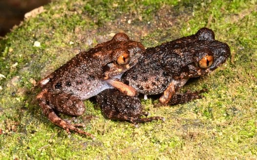 Orange-eyed litter toads spotted in southern Vietnam forest