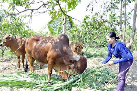 Nuôi bò thoát nghèo ở một gia đình nông dân ấp Ba Tầng,  xã Phú Vinh.